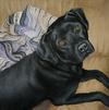 dog portrait, pet portrait