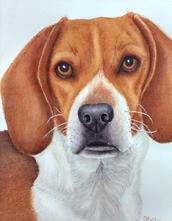 beagle portrait, beagle painting