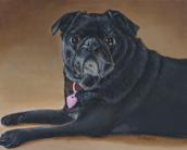 pug portrait, painting of pugs, pet paintings, black pugs