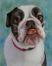bulldog, baby bulldog, bulldog portrait
