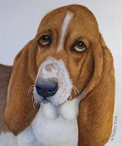 basset hound portrait