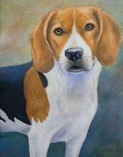 dog portrait