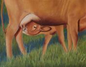 baby cow, nursing cow, cows